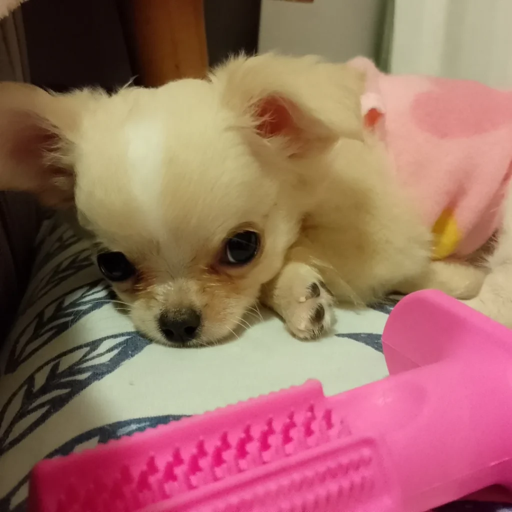 Conchita indo dormir