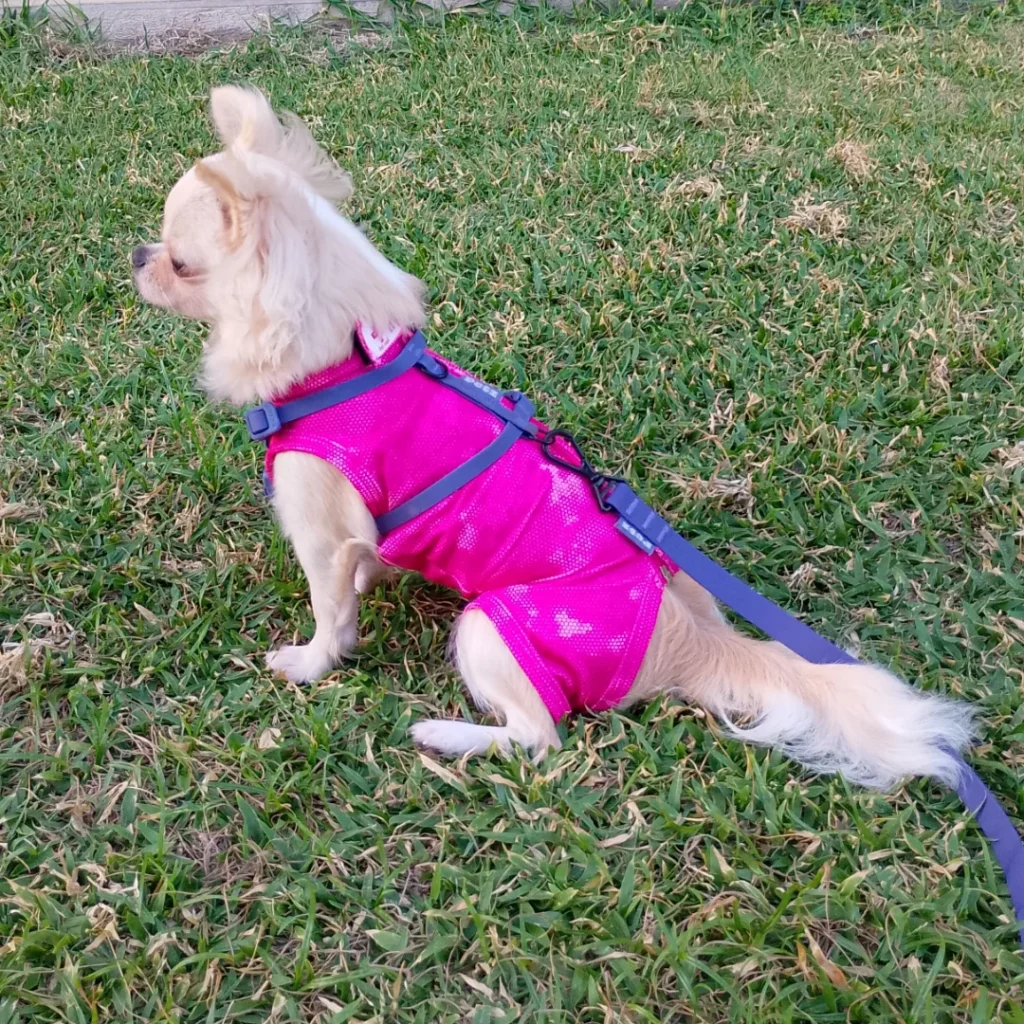 roupa pós castração