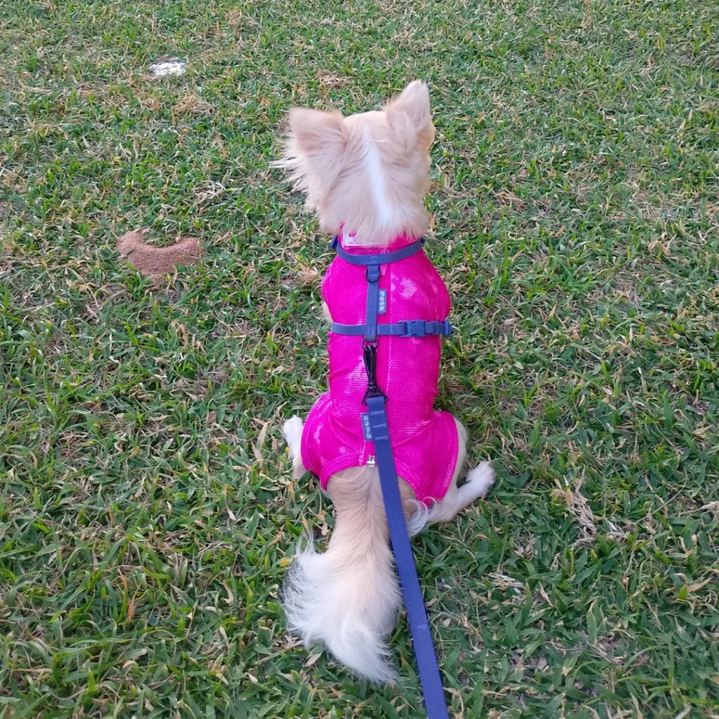 roupa pós castração