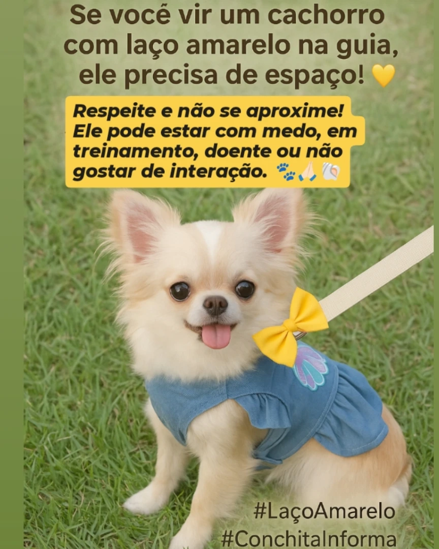 Laço amarelo